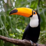 Toucan Bird with Vibrant Colorful Bill