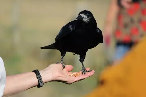 Trust a Crow