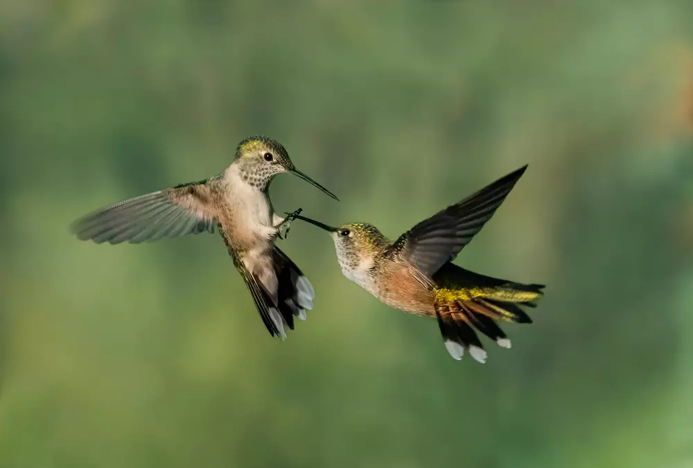 Two female hummingbirds