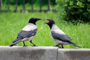 Two hooded crows