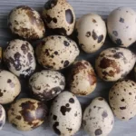 Variegated quail eggs