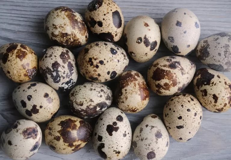 Variegated quail eggs