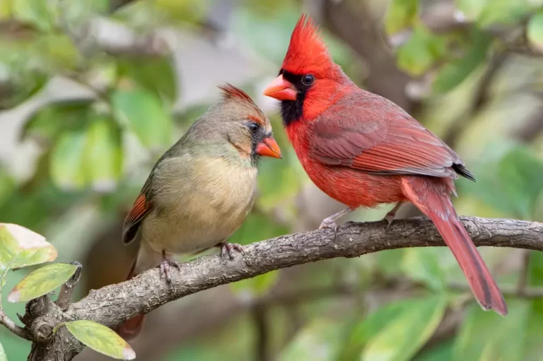Vibrant Northern Cardinals Perched