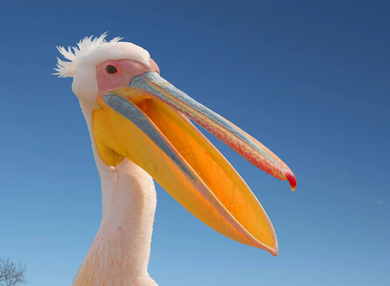 White pelican