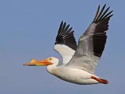 White pelican fly