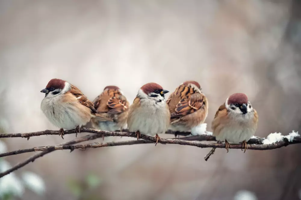 Wild sparrows