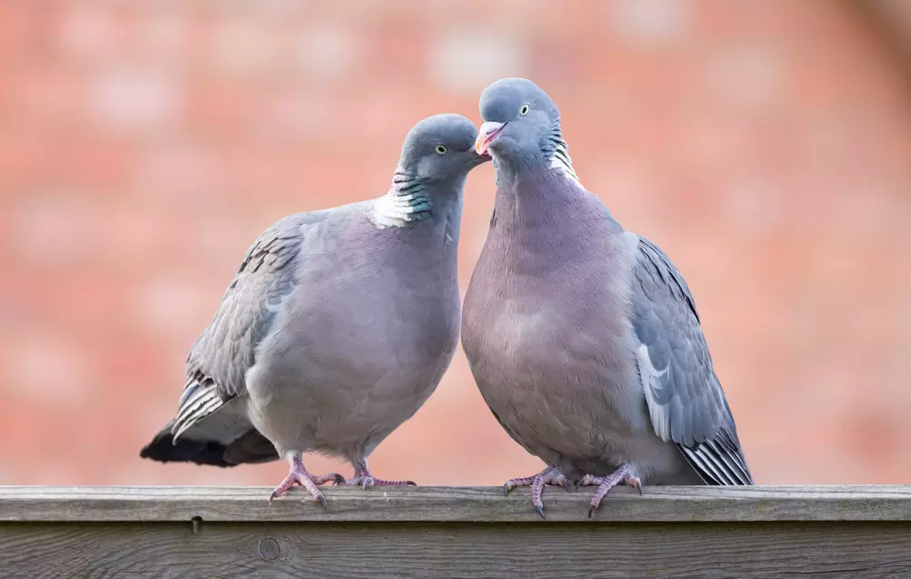 Wood pigeons