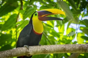 Yellow Throated Tucan