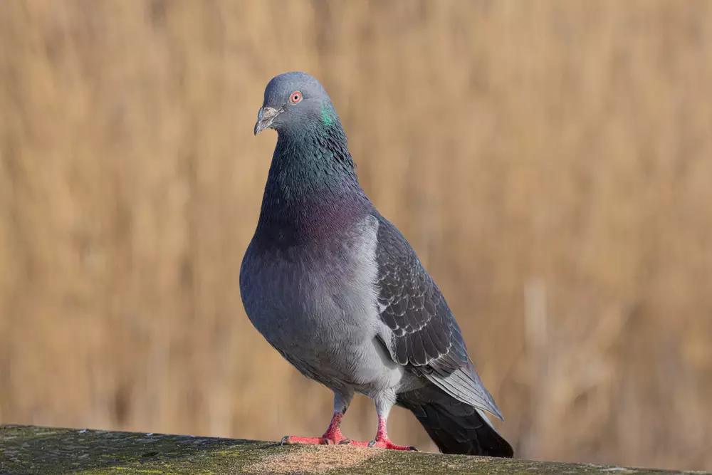 a wild pigeon