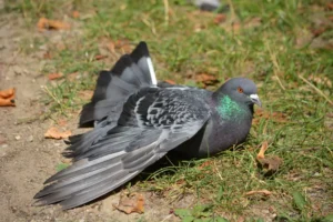 an injured gray pigeon