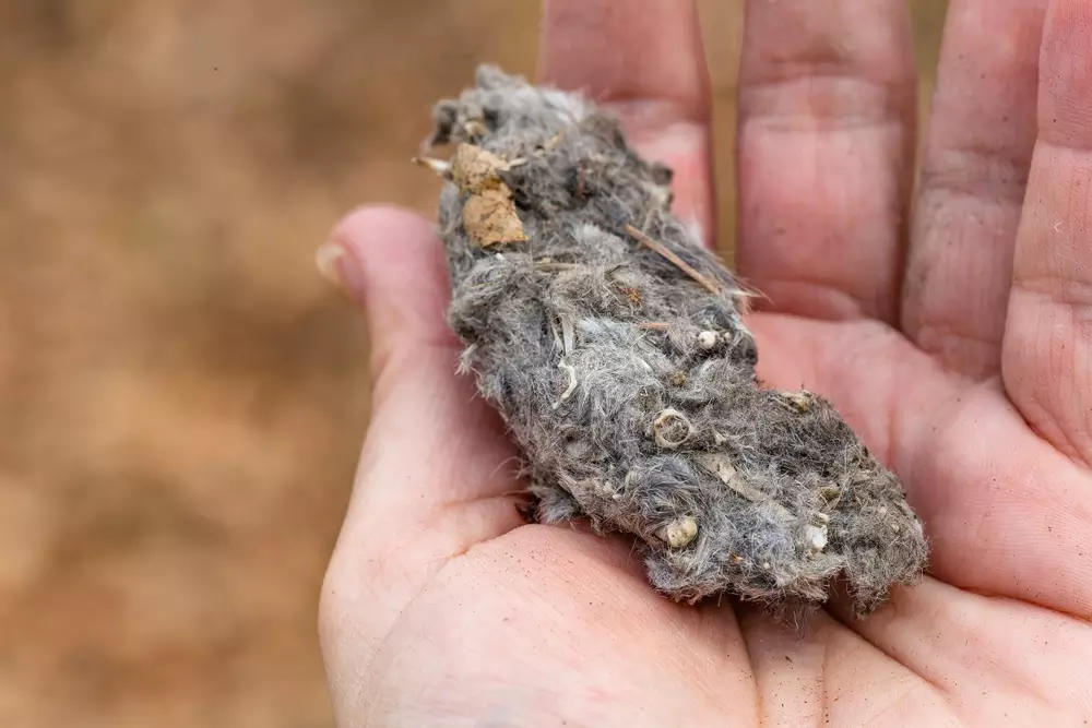 an owl pellet