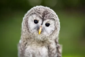 baby Tawny Owl