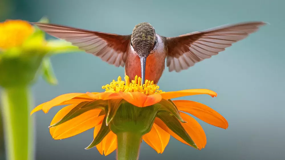 beautiful little Hummingbird