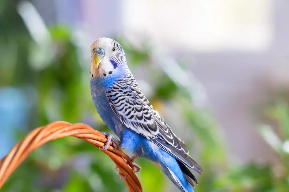 beautiful wavy budgie