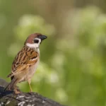bird tree sparrow