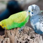 blue and green multi colored budgie