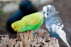 blue and green multi colored budgie