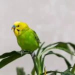 budgie is sitting on a green plant