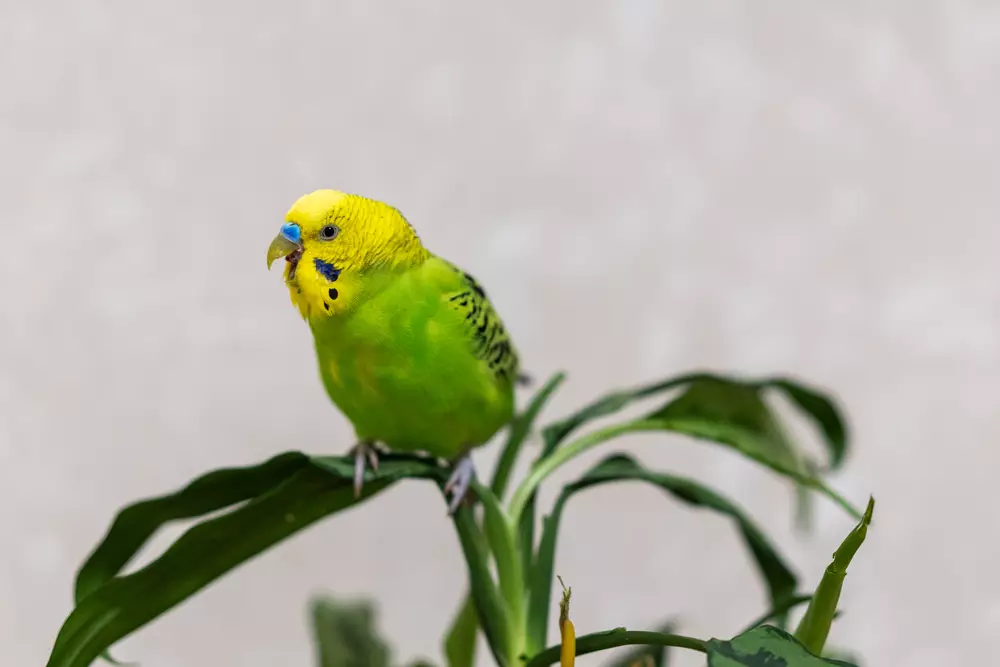 budgie is sitting on a green plant