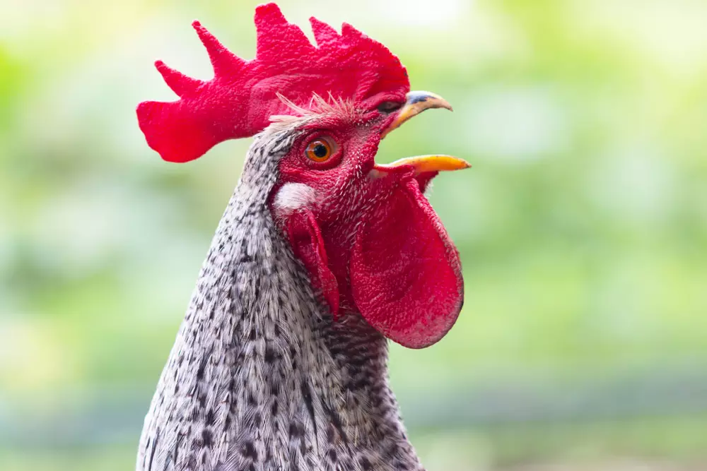 colorful crowing rooster