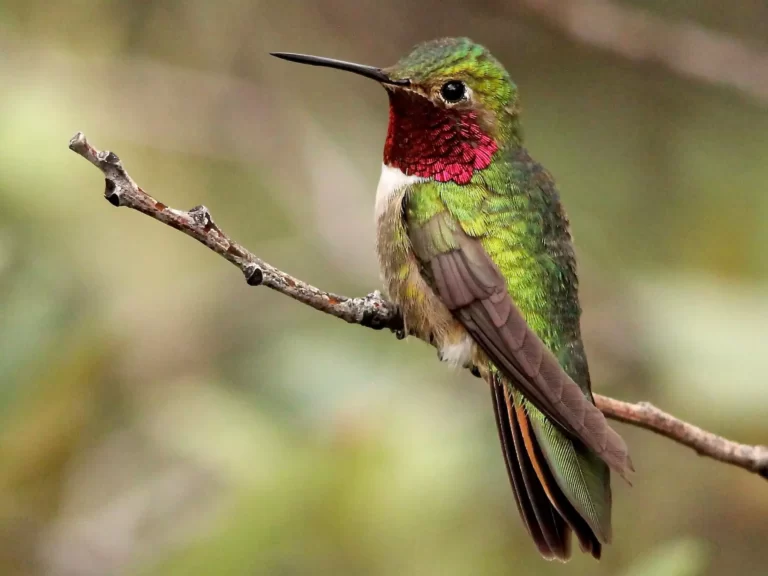 cute Hummingbird