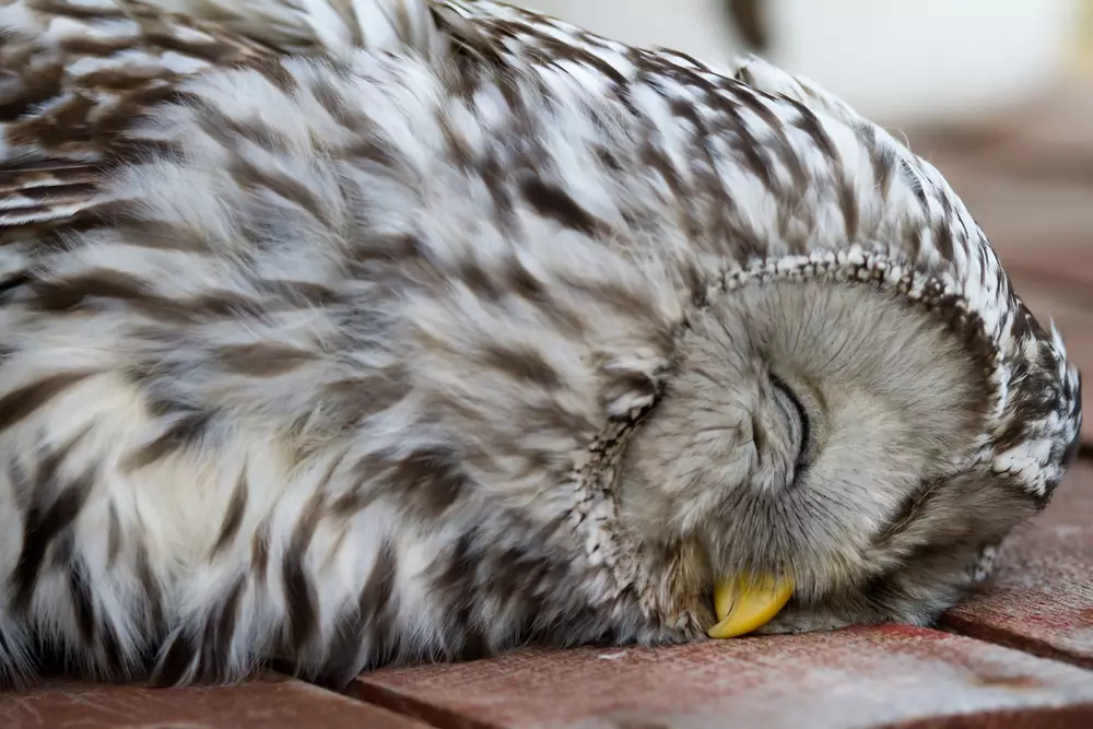 dead owl, tawny