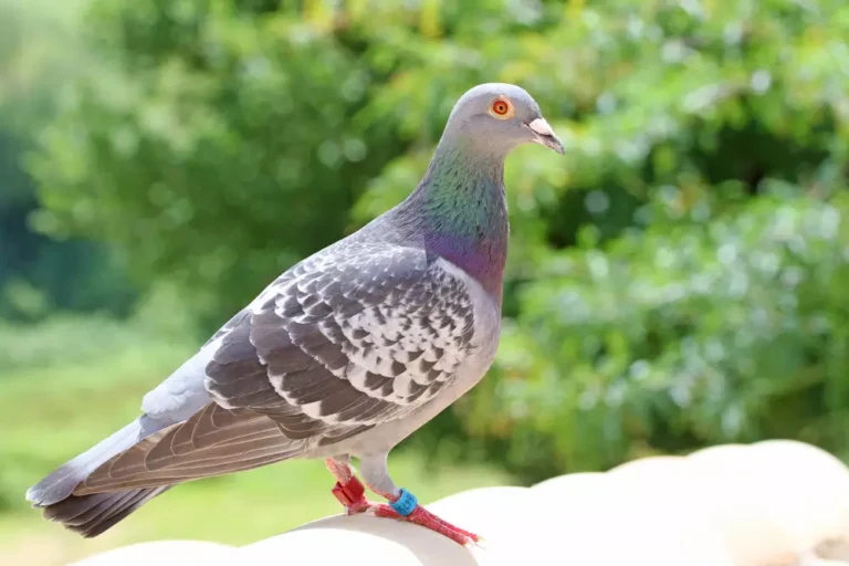domestic messenger pigeon