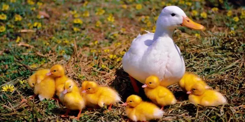 ducklings with duck