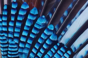 feather of Eurasian blue jay