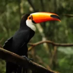 foreground of a colorful toucan