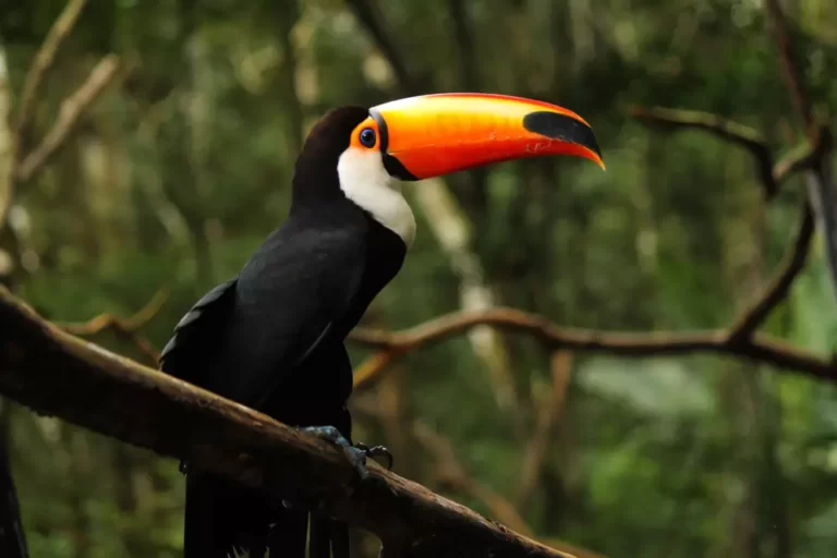 foreground of a colorful toucan