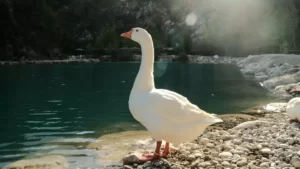 goose swims in mountain park