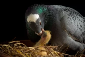 homing pigeon feeding