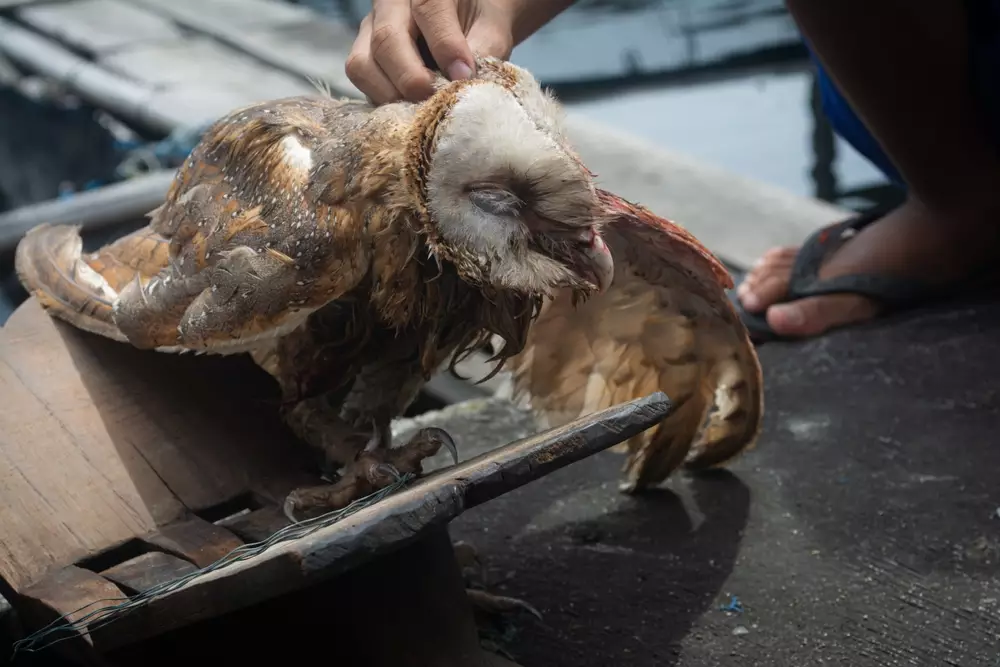 injured owl by the lake