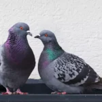 loving and colorful pigeons