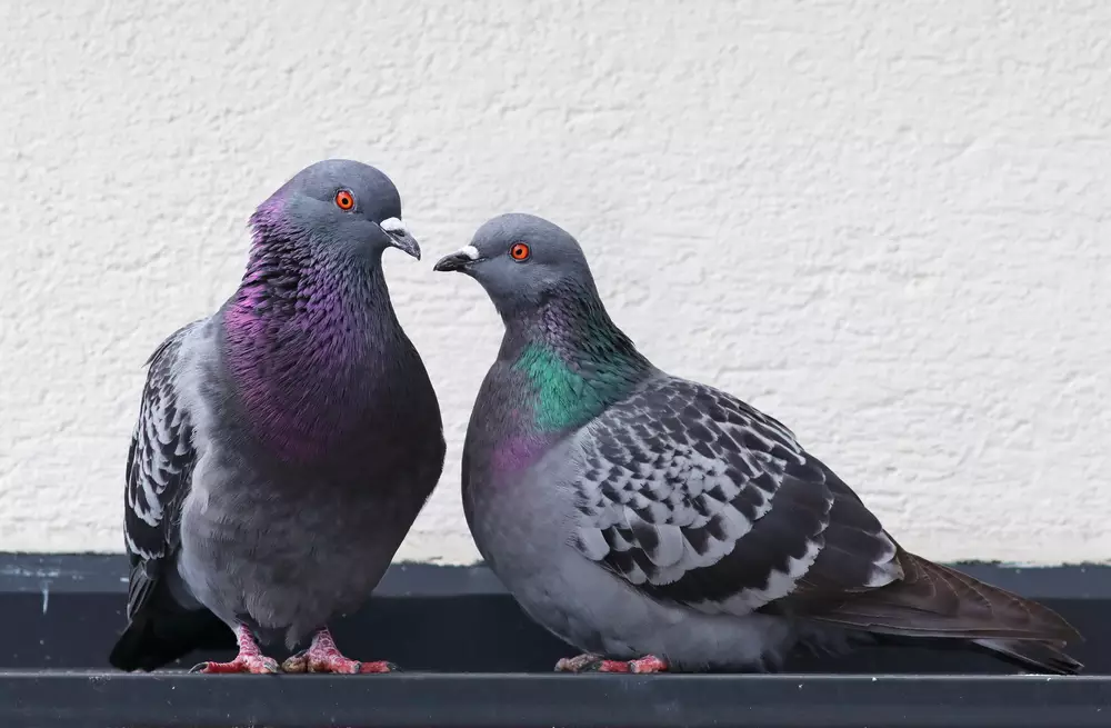 loving and colorful pigeons