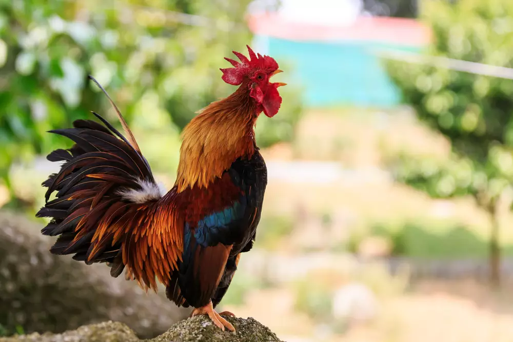 male Colorful Rooster crowing