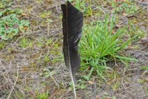 one black crow feather