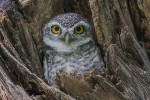 owl (Athene brama) bird