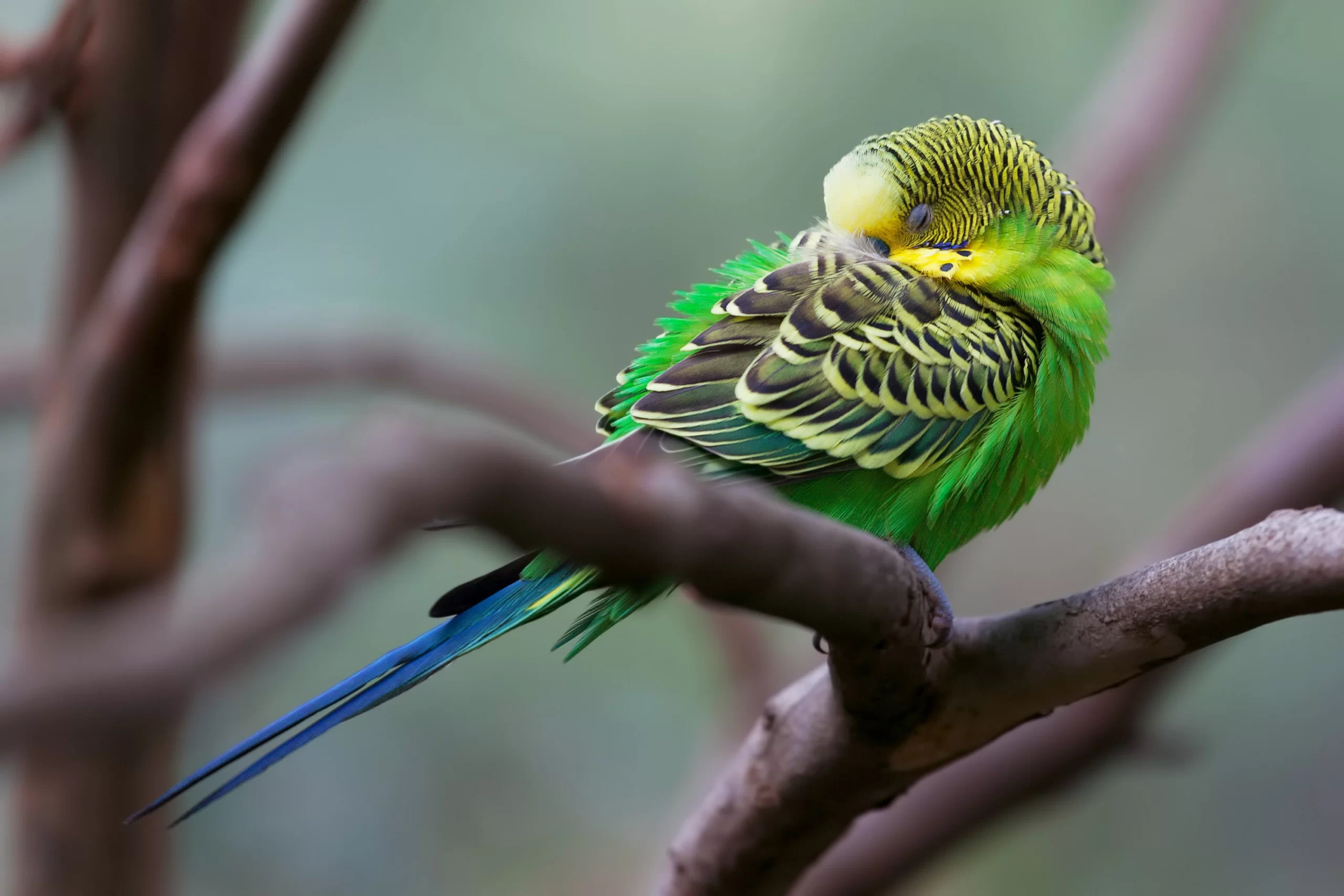 parakeet sleeping branch