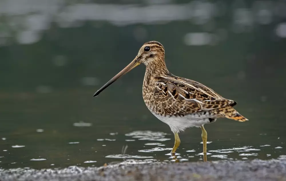photography Common Snipe