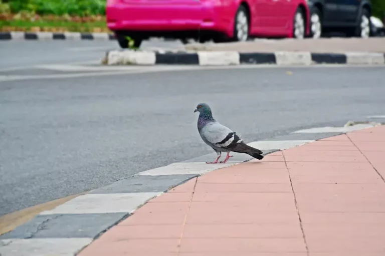 pigeon crossing road