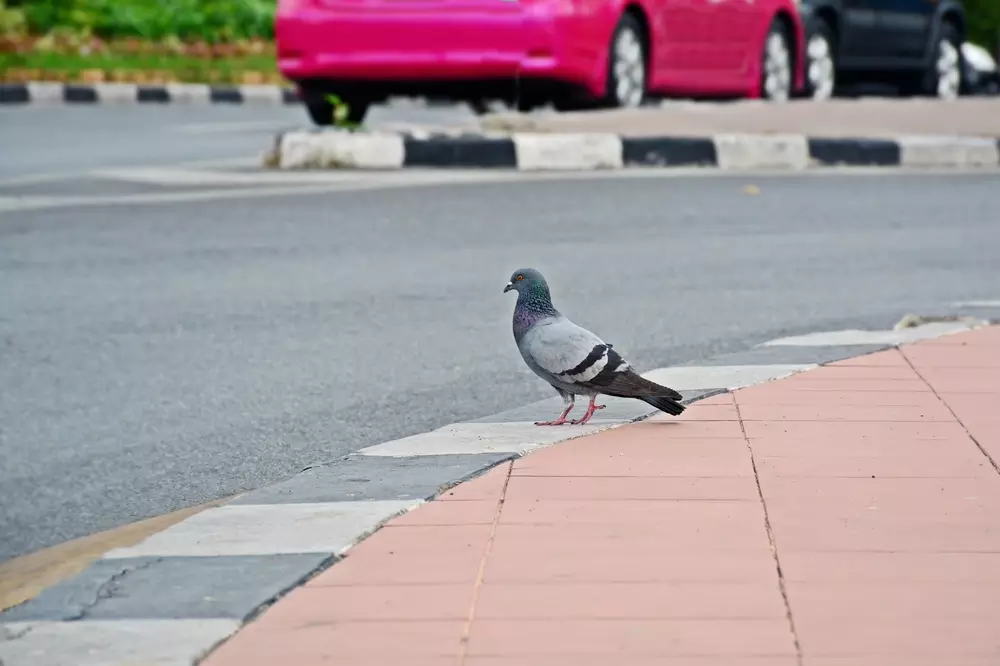 pigeon crossing road