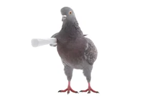 pigeon with the letter