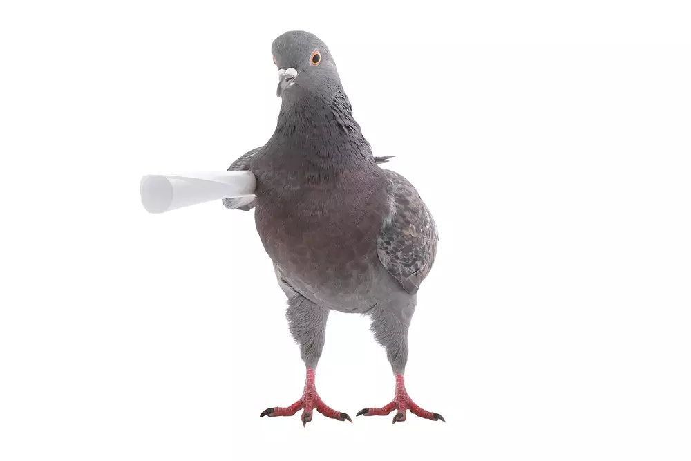 pigeon with the letter