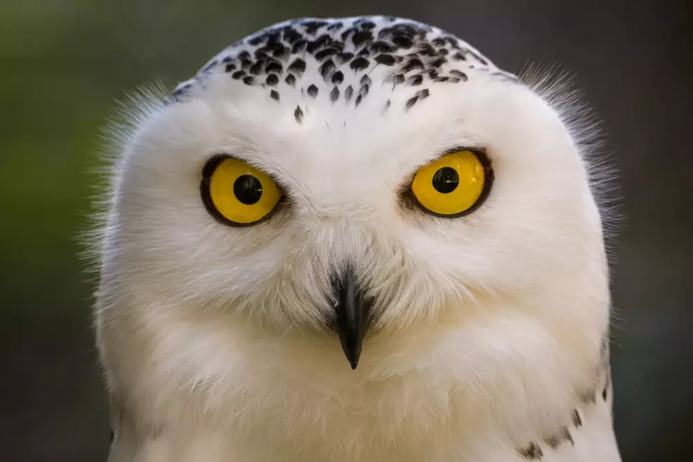 portrait of a snowy owl
