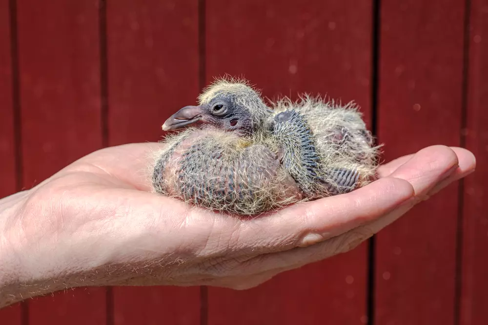 racing pigeon chick