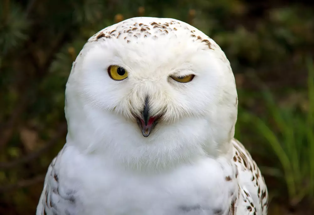 snow owl winking