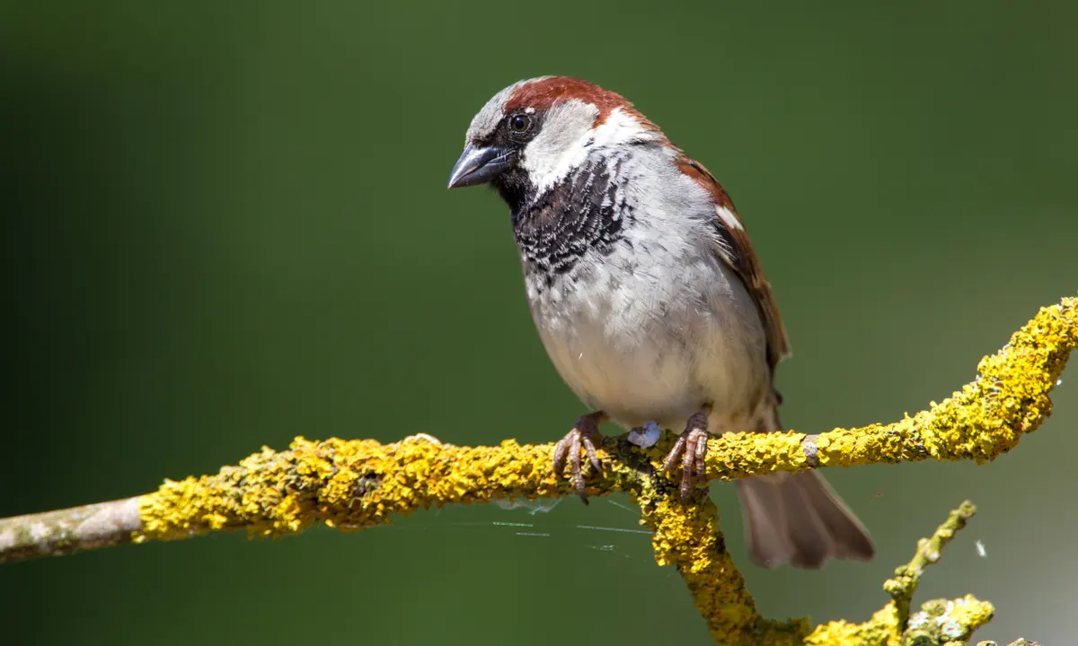 sparrow