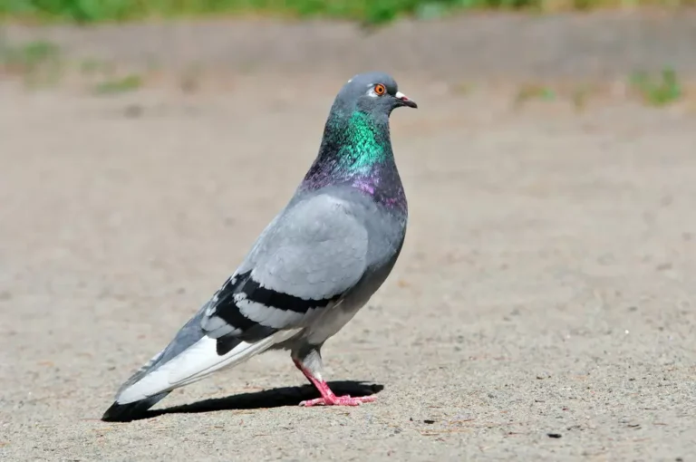 typical pigeon
